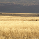 Illustration for article titled After 15 Years of Study, a New Theory of What Causes Fairy Circles